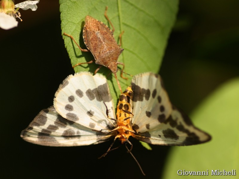 Abraxas sylvata  ...bellissimo Geometridae